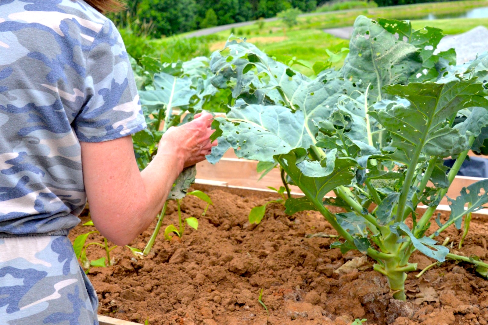 Raised bed allows you to work at a comfortable height.